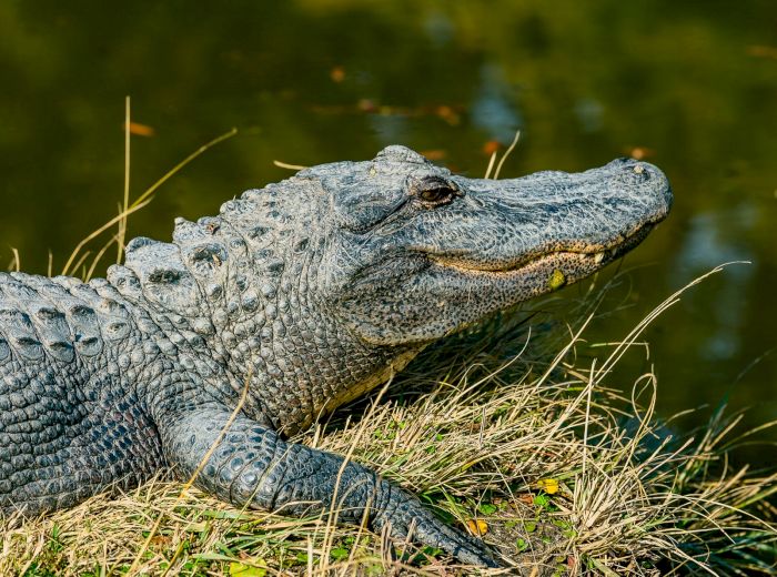 The image shows an alligator resting on the grassy bank of a body of water, with its head and body in view, and lush greenery in the background.