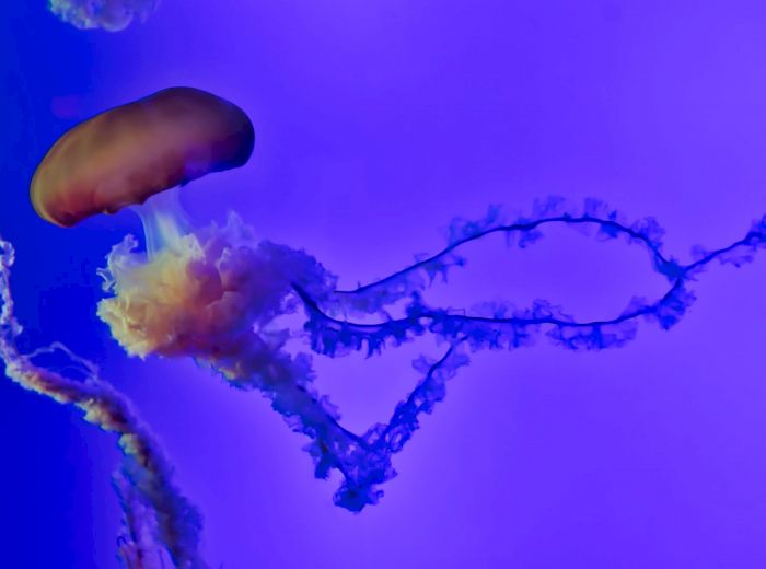The image shows a jellyfish with a colorful, translucent body and long tentacles, set against a vibrant blue background.